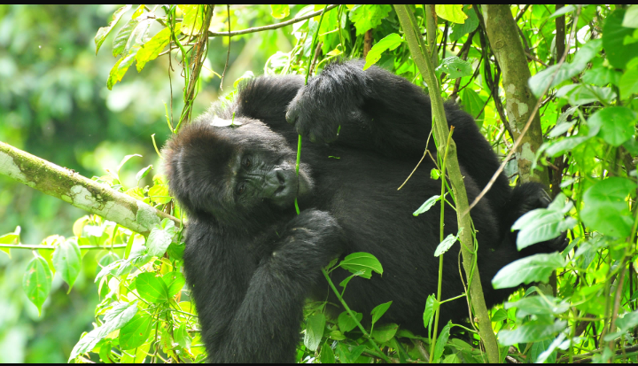 Ichumbi Gorilla Lodge
