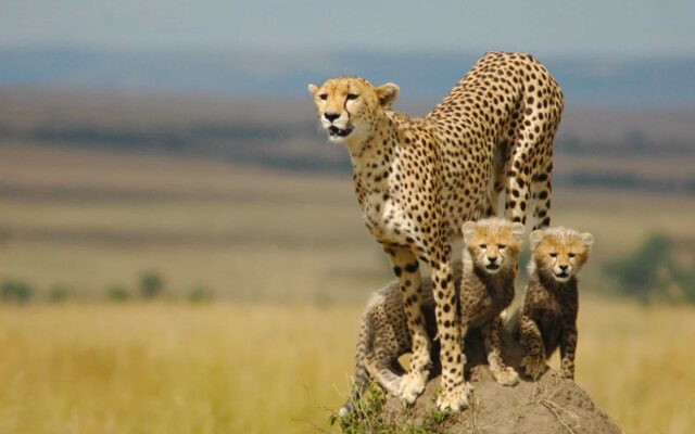Kidepo Valley National Park
