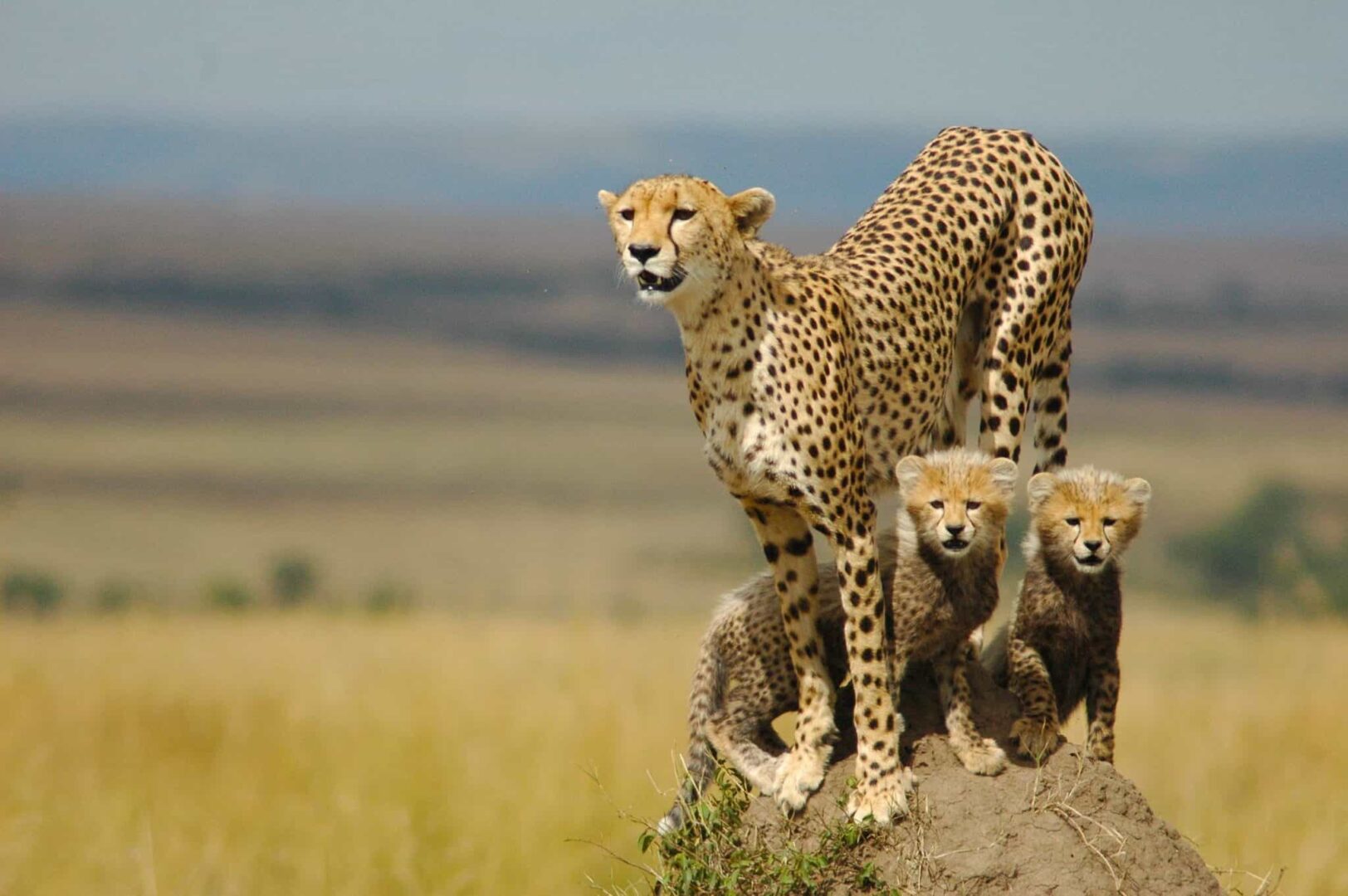 kidepo national park