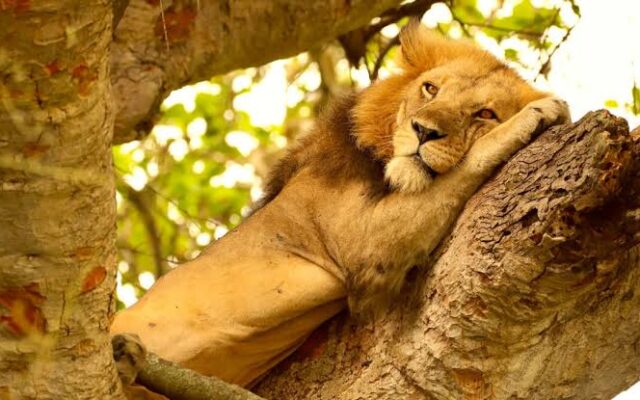 9 Days Tree-Climbing Lions, Wildlife & Chimpanzee Safari (Uganda)