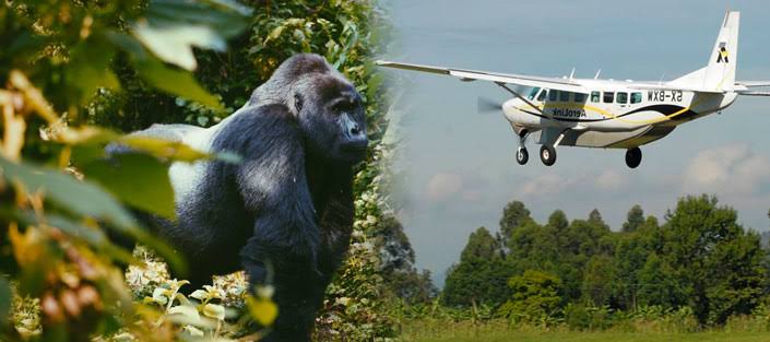 luxury gorilla trekking in uganda