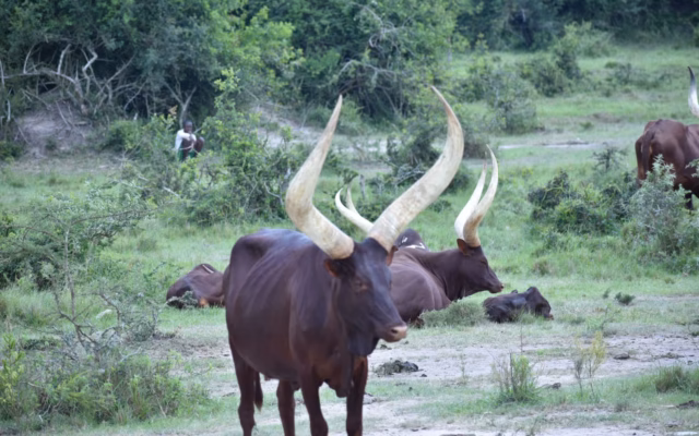Mbarara