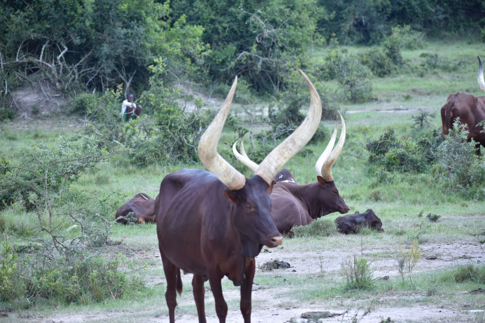 mbarara