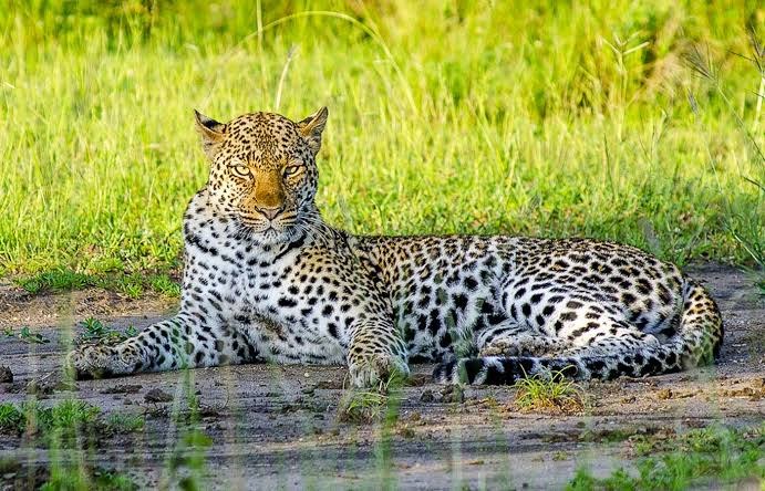 Murchison Falls vs Queen Elizabeth Safari
