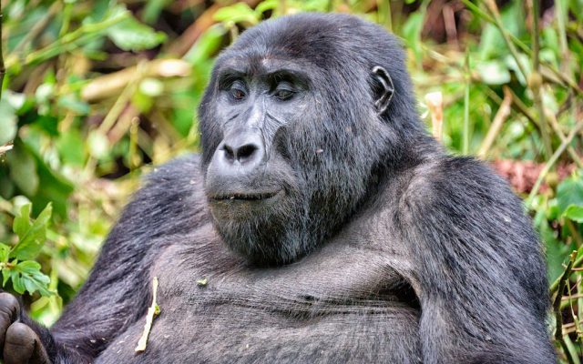 Nkuringo Bwindi Gorilla Lodge