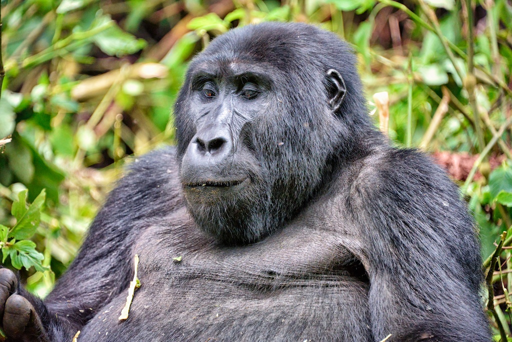Nkuringo Bwindi Gorilla Lodge