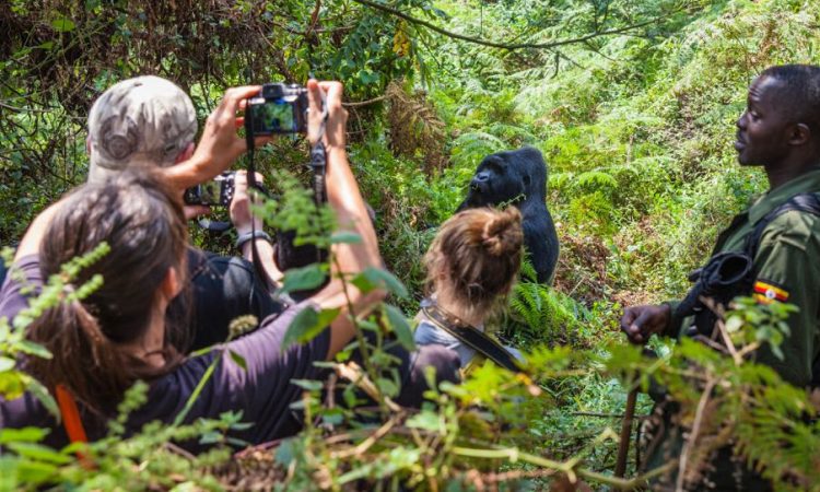 photography safari