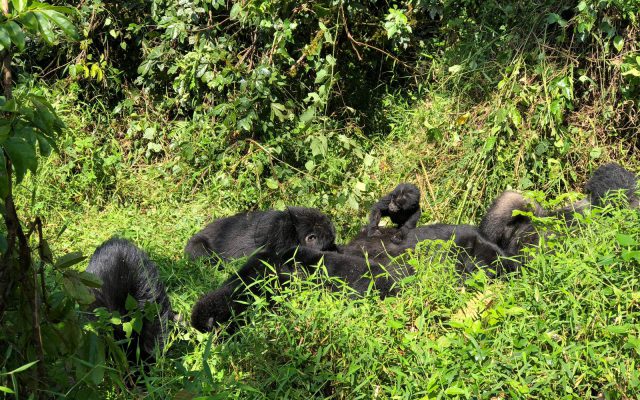 Rushaga Gorilla Camp — Luxury Rooms