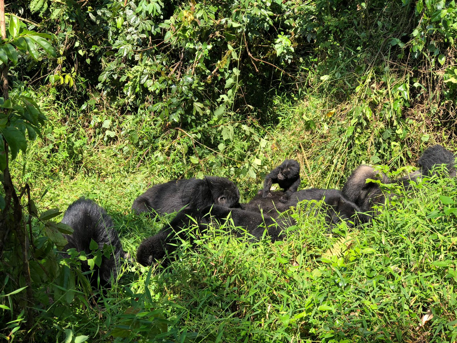 Rushaga Gorilla Camp — Luxury Rooms