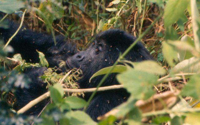 Silverback Lodge