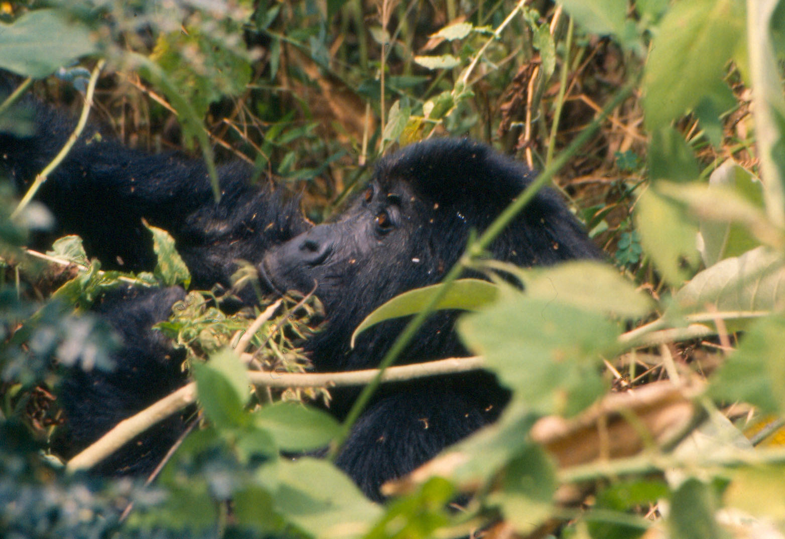Silverback Lodge