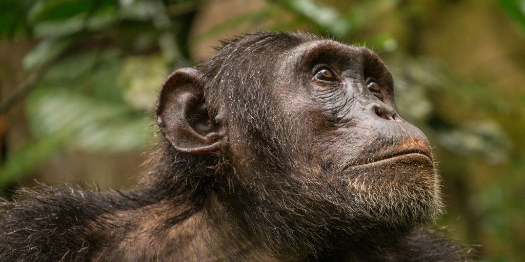 Top Wildlife Experiences in Uganda