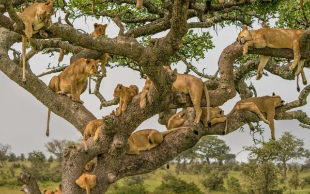 2 Days Tree-Climbing Lions Safari (Uganda)