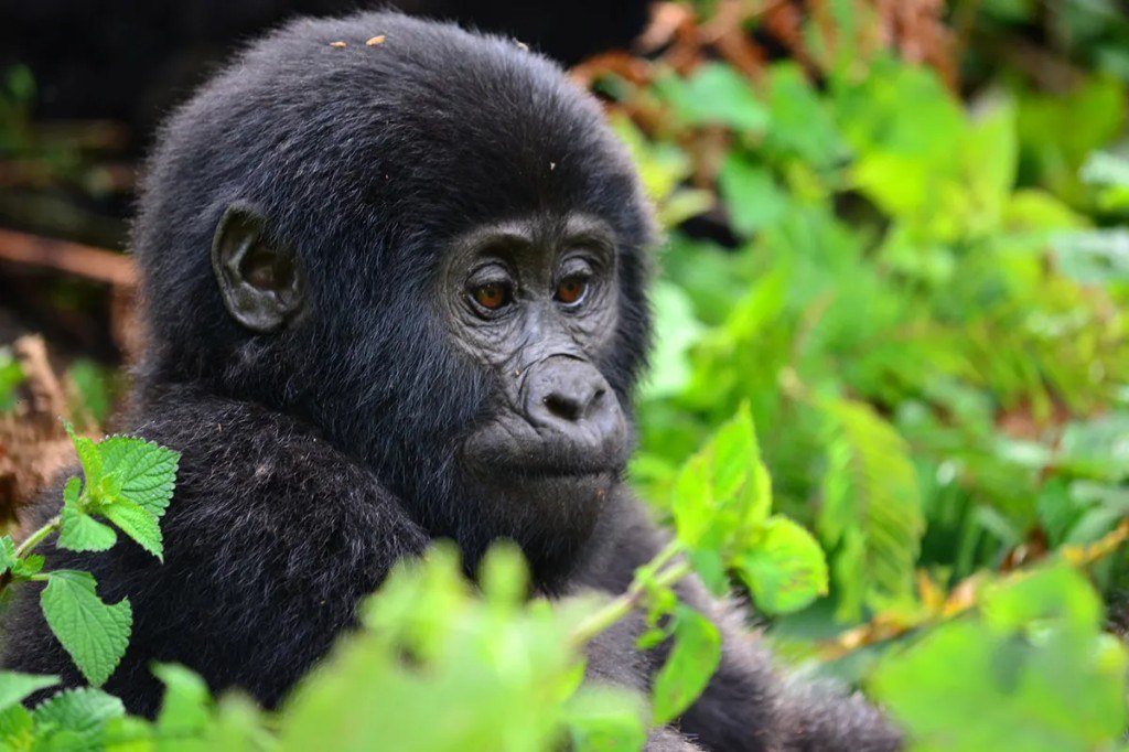 Uganda Safari vs Rwanda Safari
