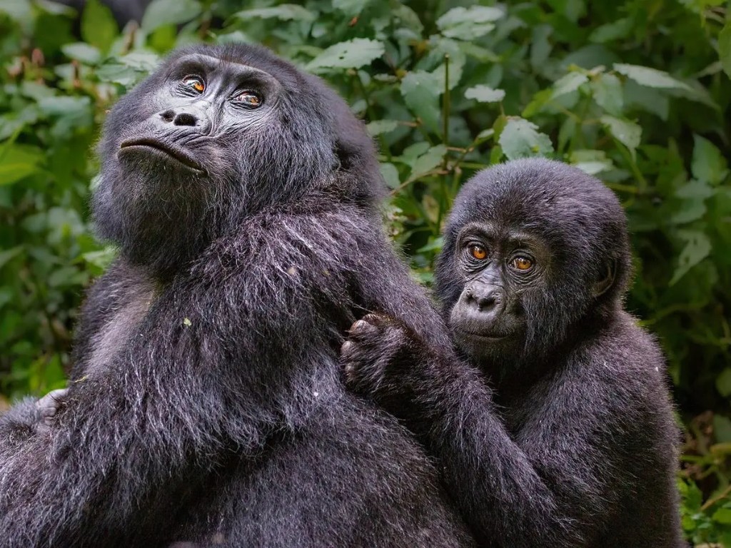 Ultimate Guide to Gorilla Trekking in Uganda