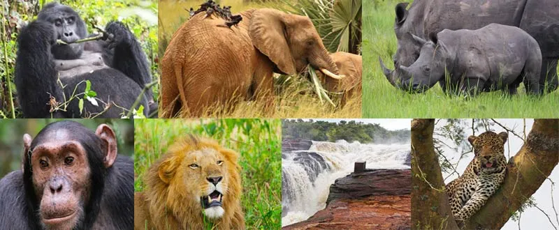 uganda safaris Exclusive Wildlife, Gorilla Trekking