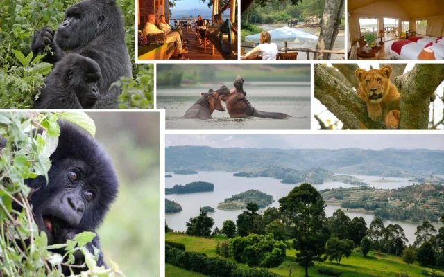 7 Day Uganda Wildlife & Gorilla