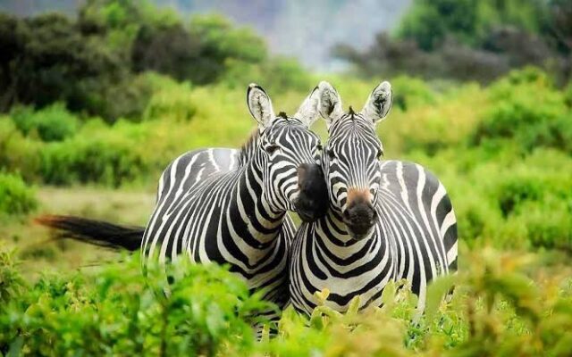 Lake Mburo National Park