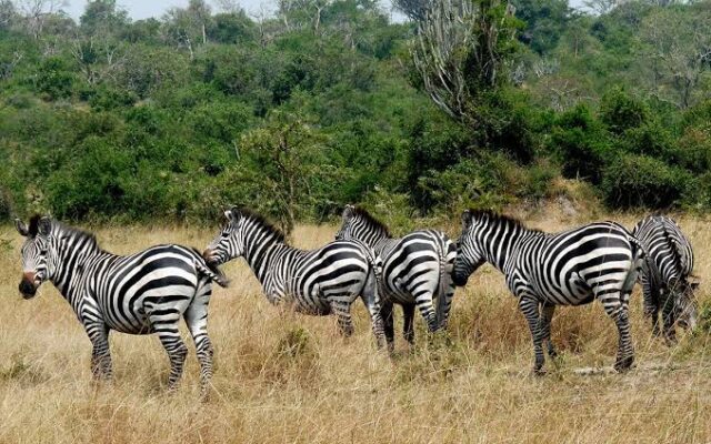 2 Days Lake Mburo Safari