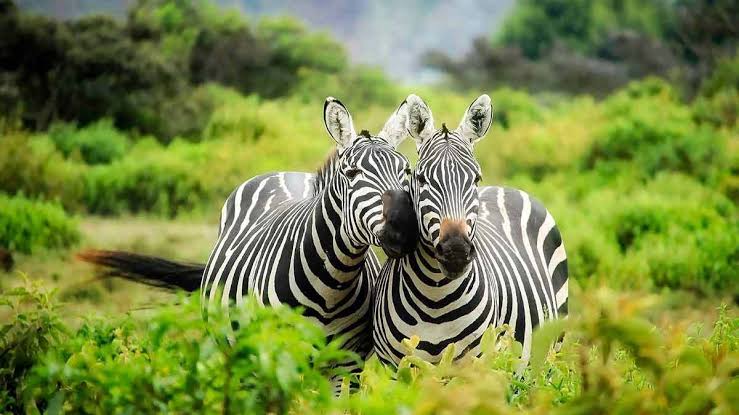 zebra in Uganda