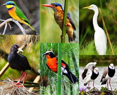 14 Days Uganda Birding Safari