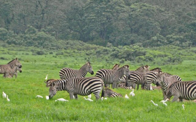 Arusha National Park
