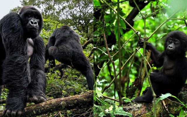 14 Days Uganda Primates Safari