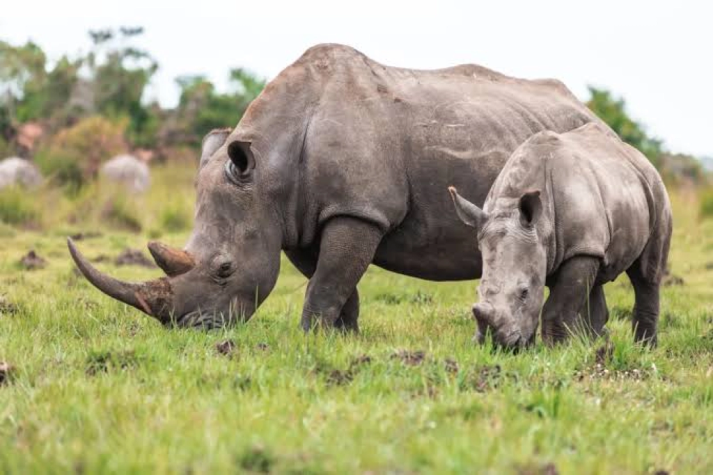 Southern white rhinos at Ziwa Rhino Sanctuary, Uganda