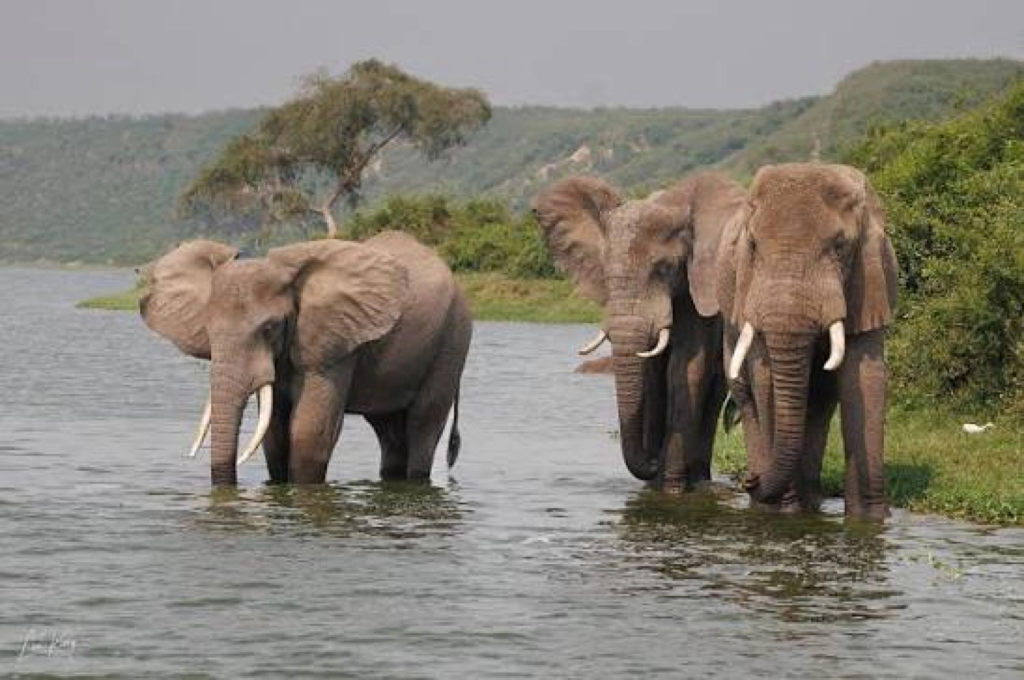 Elephants drinking at the Kazinga Channel, Uganda