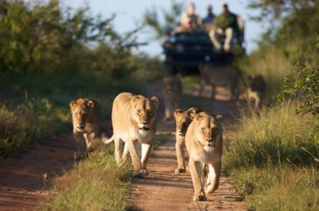 Dawn game drive on the Kasenyi Plains, Uganda