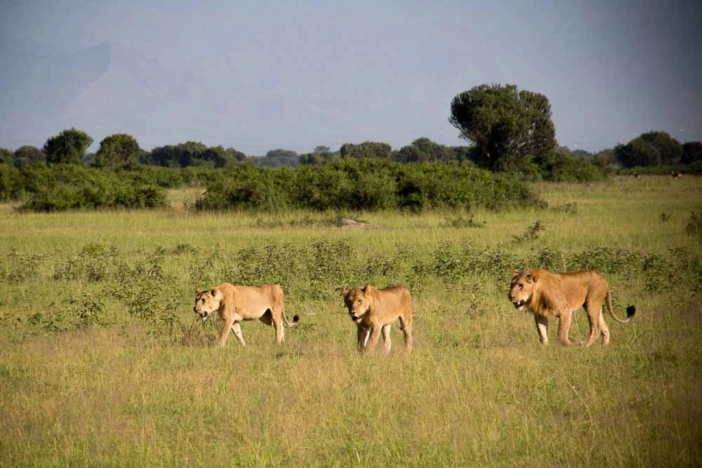 Open grassland on the Kasenyi Plains in Queen Elizabeth National Park, Uganda