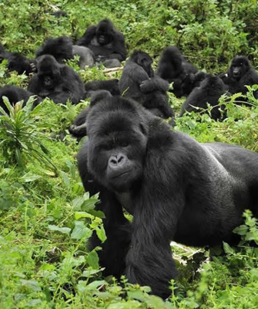 Gorilla trekking trail in Bwindi Impenetrable Forest, Uganda
