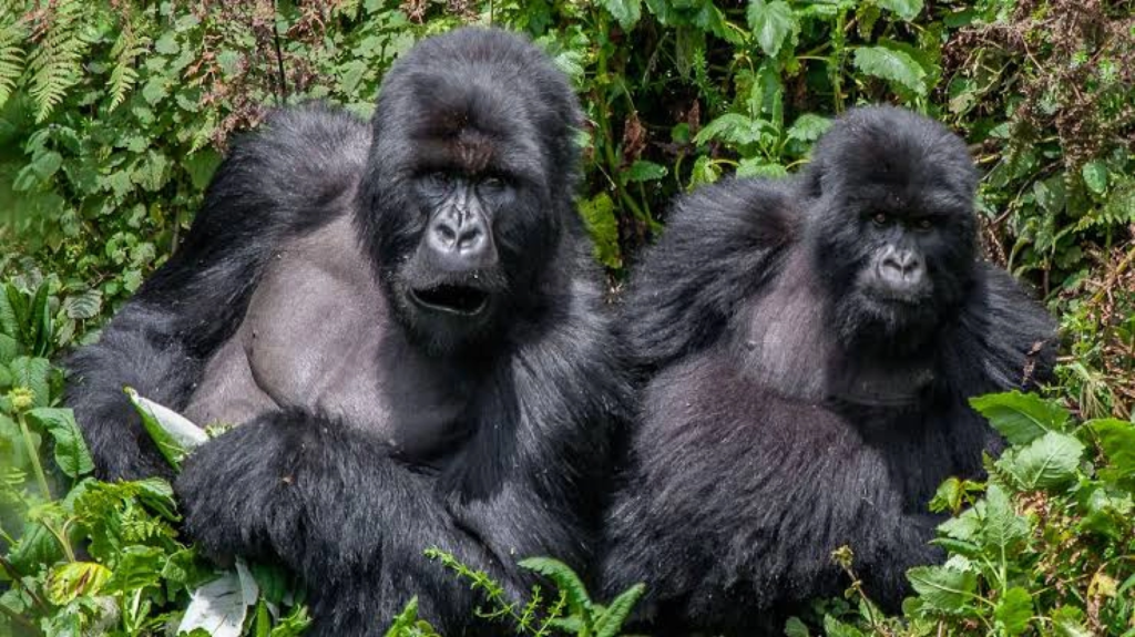 Silverback gorilla spotted when tracking in Bwindi Impenetrable Forest, Uganda