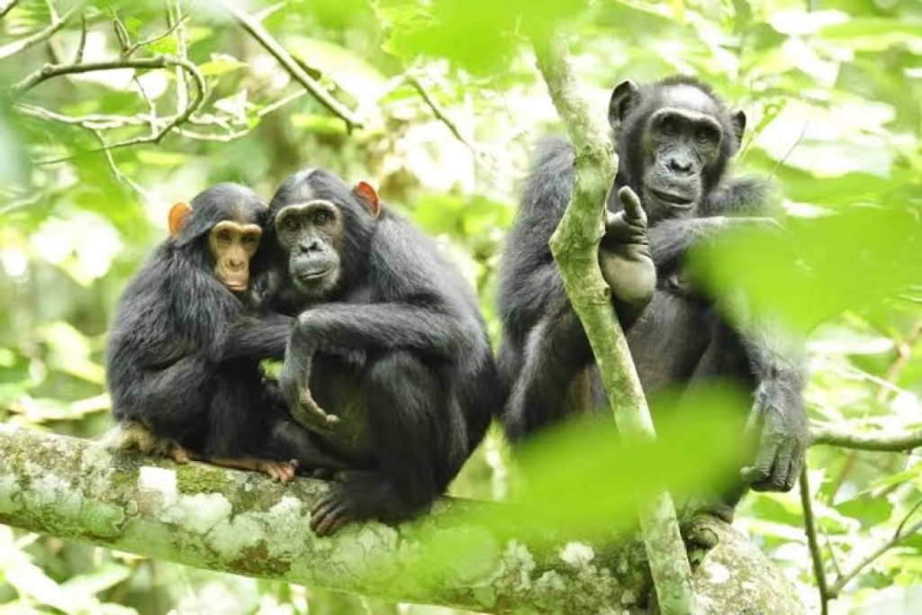 Chimpanzee in Kibale National Park, Uganda