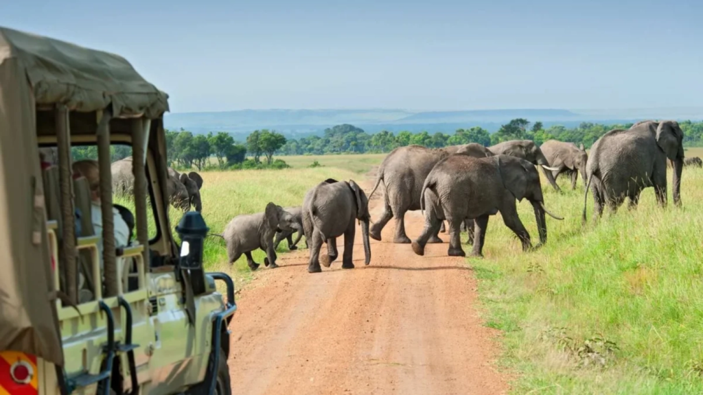 Game drive on the Kasenyi Plains in Queen Elizabeth National Park, Uganda
