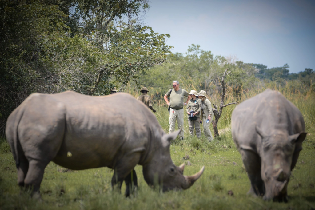 Southern white rhinos at Ziwa Rhino Sanctuary, Uganda