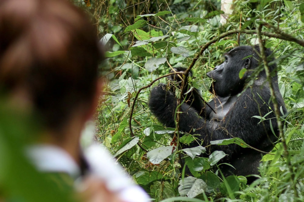 Silverback gorilla spotted when tracking in Bwindi Impenetrable Forest, Uganda