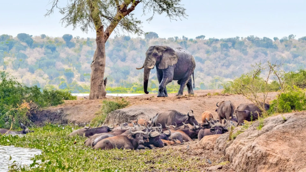 Elephant and Uganda kob in Queen Elizabeth National Park, Uganda