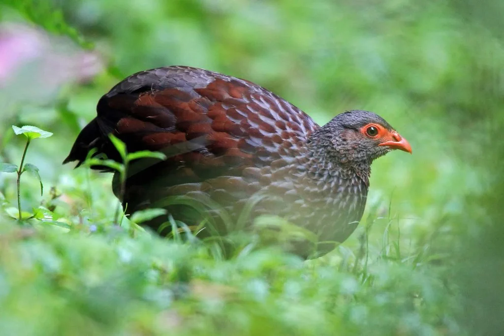 Bird watching in the Albertine Rift forests of Bwindi