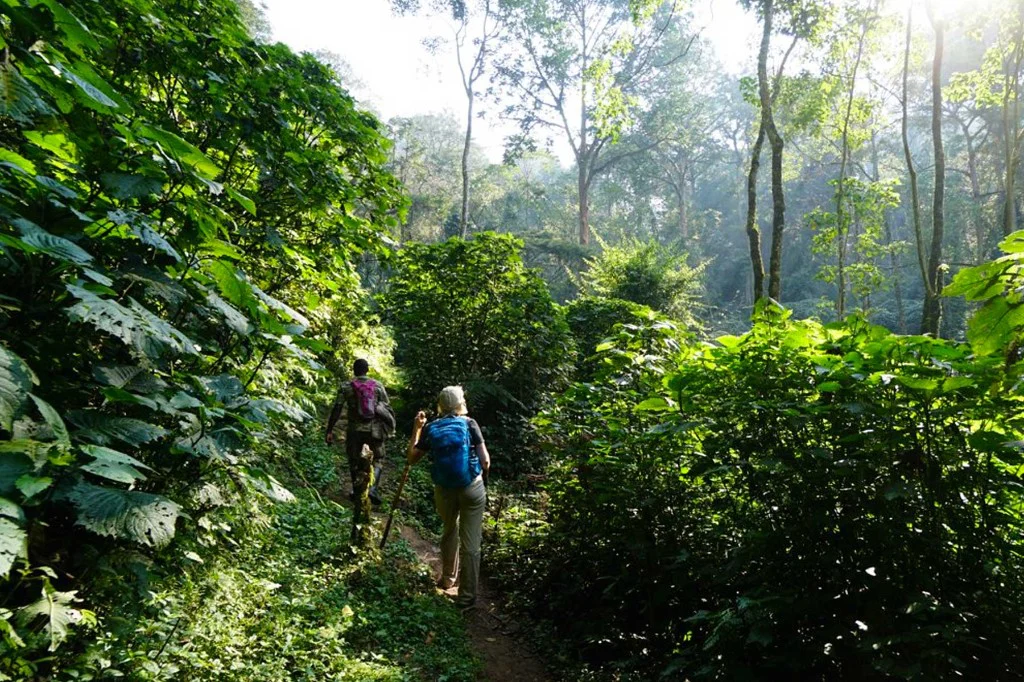 Hikers on a forest trail through Bwindi Impenetrable Forest