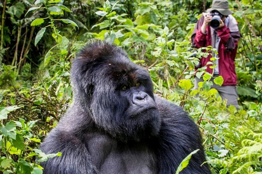 Mountain gorilla feeding in the forest during trekking in Bwindi Impenetrable National Park