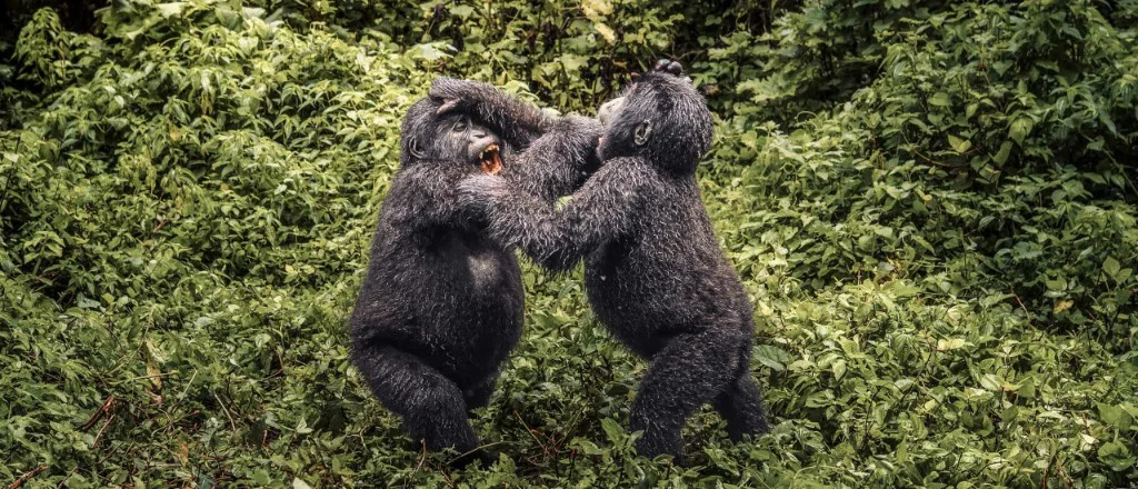 Gorilla habituation experience in Bwindi’s Rushaga sector