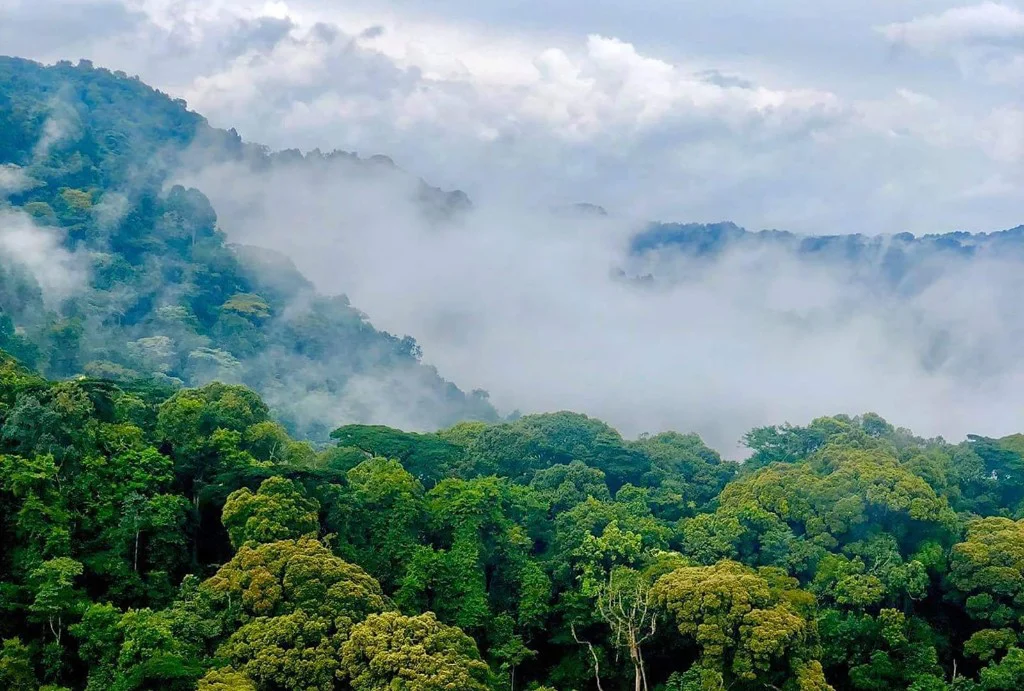 Mist and ancient rainforest in Bwindi Impenetrable National Park