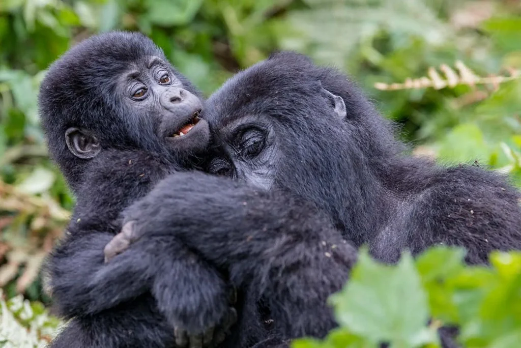 Bwindi gorilla safari tours combined with wider Uganda itineraries