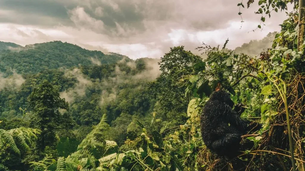 Mountain scenery above Bwindi’s gorilla trekking sectors