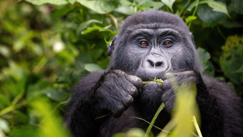 Gorilla trekking trail conditions vary by season in Bwindi