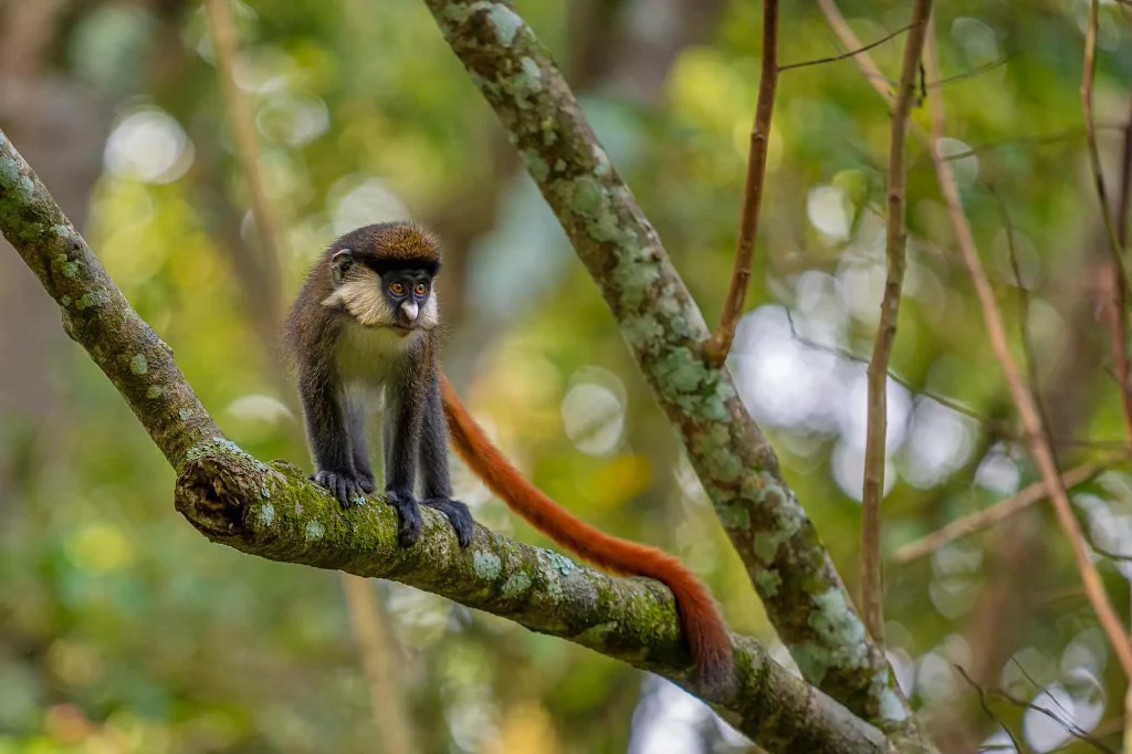 Primates and forest wildlife in Bwindi Impenetrable National Park