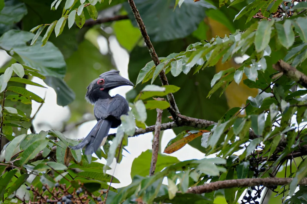Bird watching at Queen Elizabeth National Park