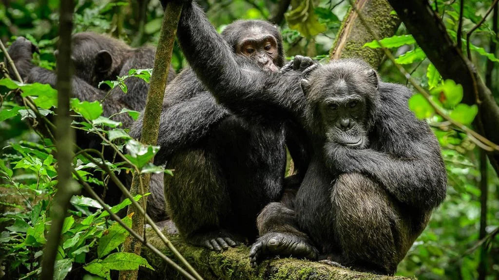 Chimpanzee trekking in Queen Elizabeth National Park