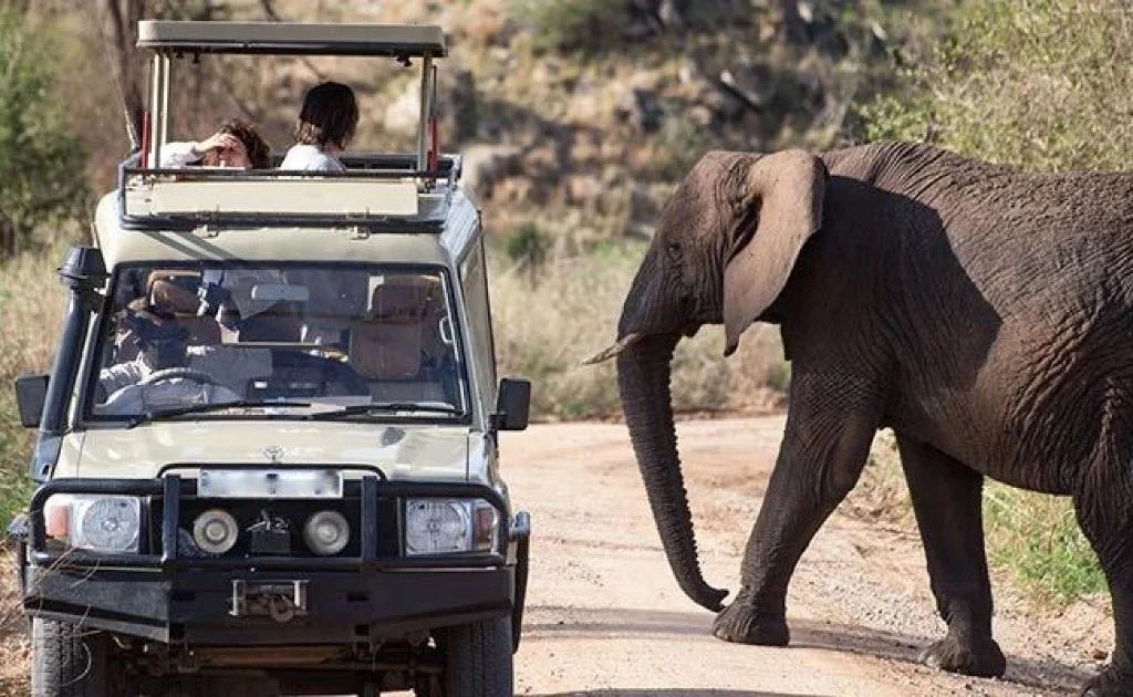 Game drive safari in Queen Elizabeth National Park